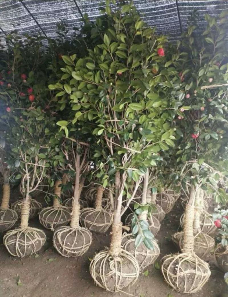 耐冬茶花树苗2/3/5/6/8公分价格山茶花香妃绿化苗