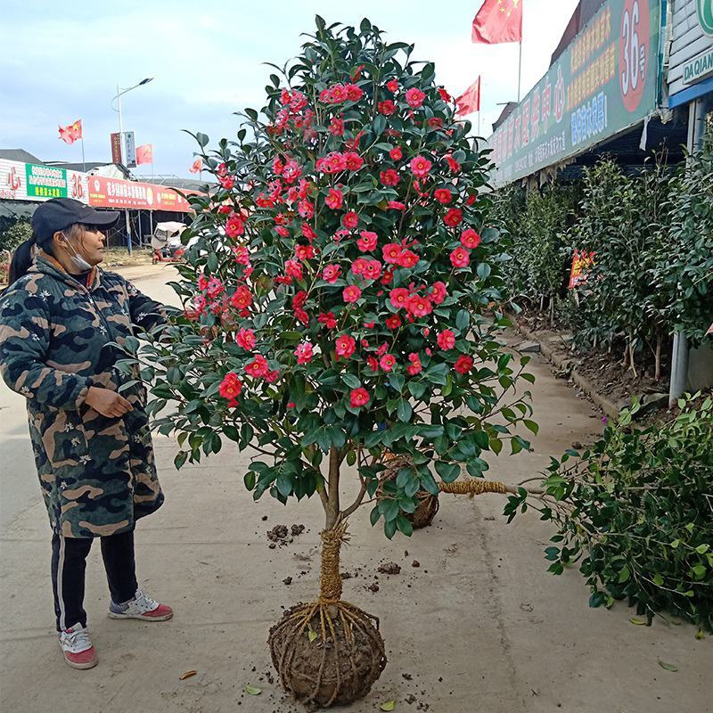 耐冬茶花树苗2/3/5/6/8公分价格山茶花香妃绿化苗