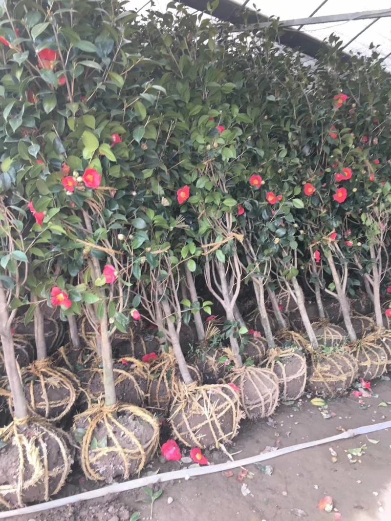耐冬茶花树苗2/3/5/6/8公分价格山茶花香妃绿化苗