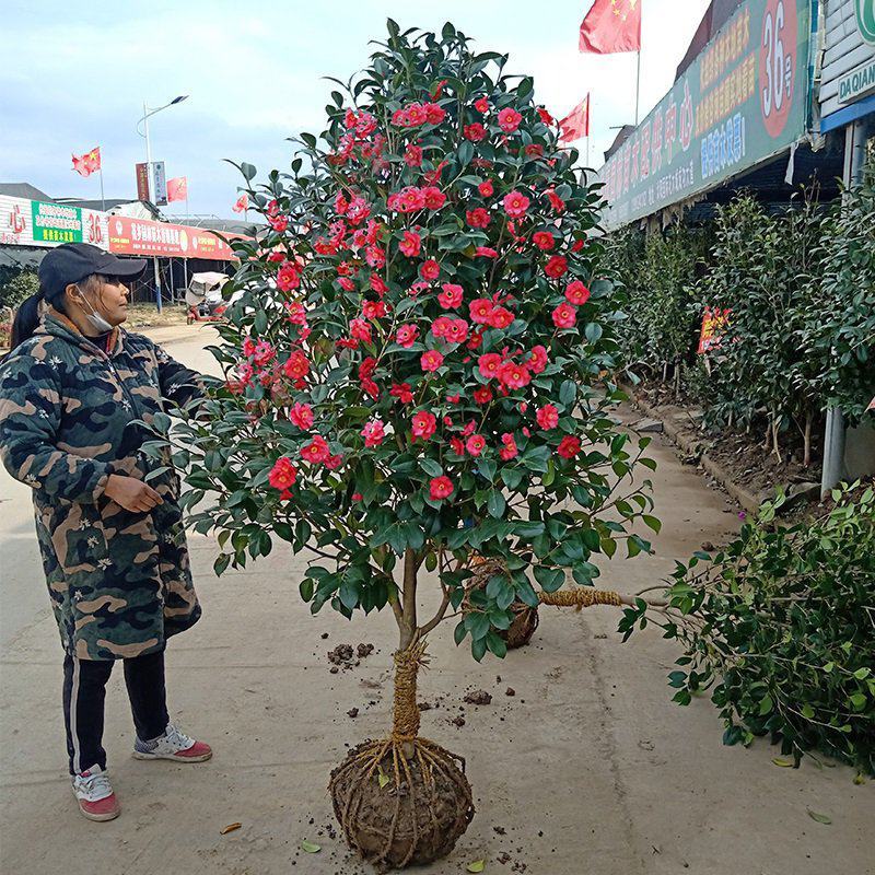 山茶花香妃树苗3/4/5/6公分价格耐冬茶花绿化风景树