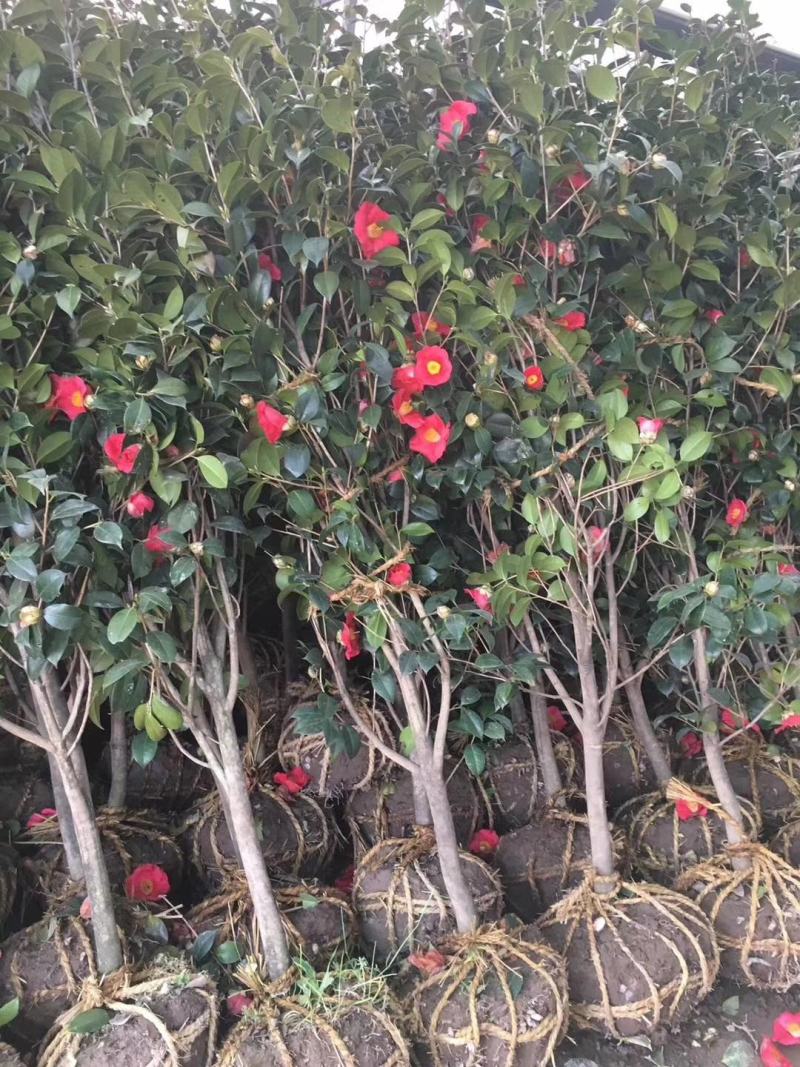 山茶花香妃树苗3/4/5/6公分价格耐冬茶花绿化风景树