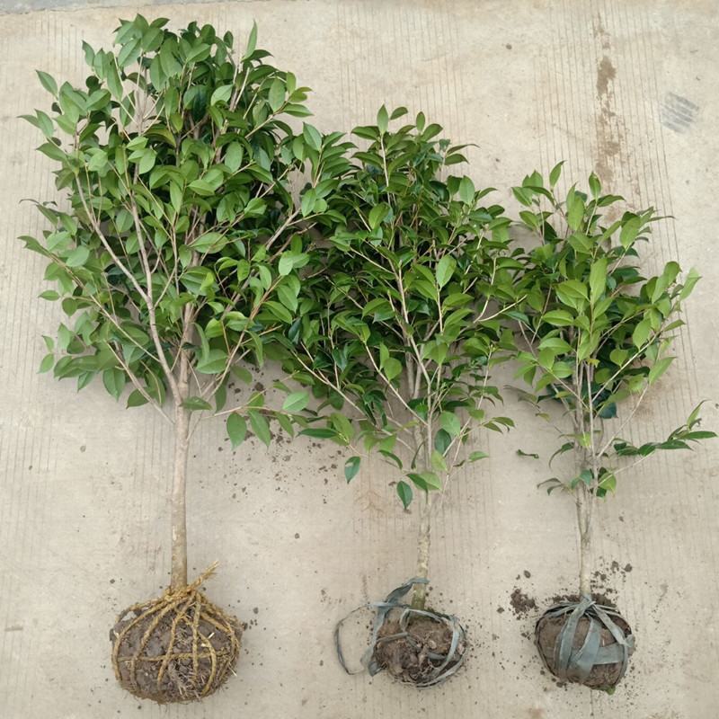 山茶花香妃树苗3/4/5/6公分价格耐冬茶花绿化风景树