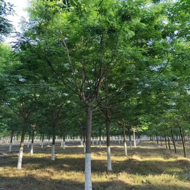 国槐小苗价格绿化行道树国槐黄金槐金枝槐垂槐品种规格齐