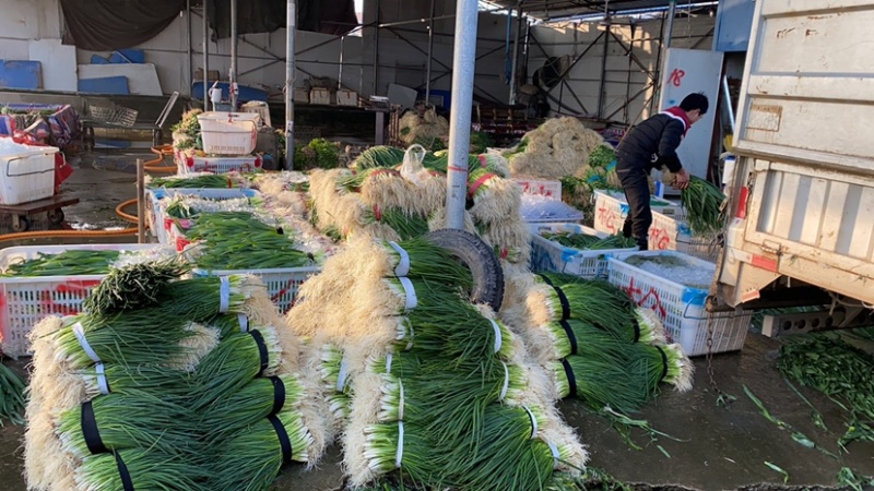小葱香葱常年供应地方性标志产品欢迎来电