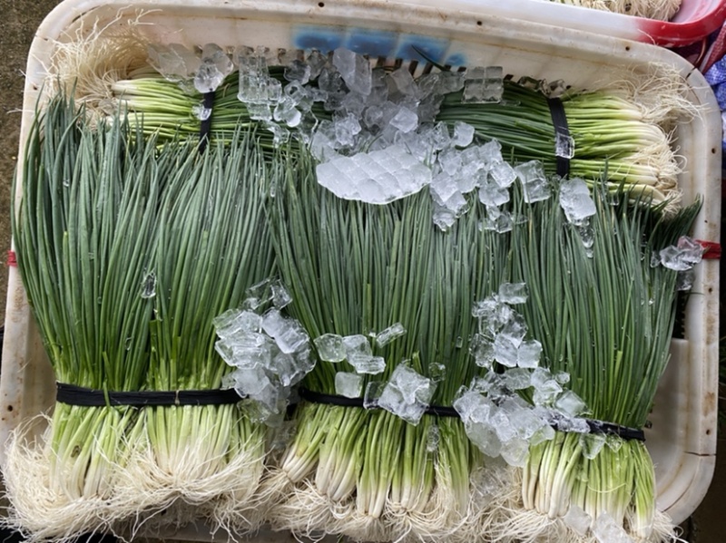 小葱香葱常年供应地方性标志产品欢迎来电