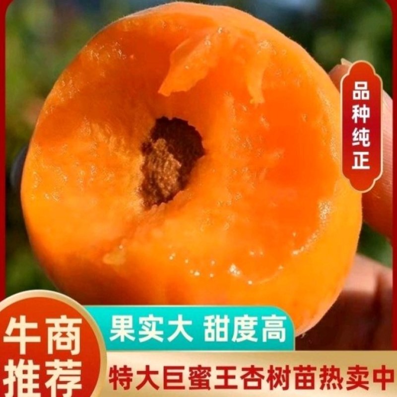 【优选商家】特大巨蜜王杏树苗，基地直销，包纯度，现挖现发