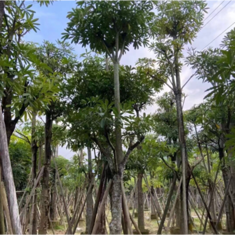盆架子灯台树行道树风景树出售米径5-35分袋苗