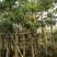 盆架子灯台树行道树风景树出售米径5-35分袋苗