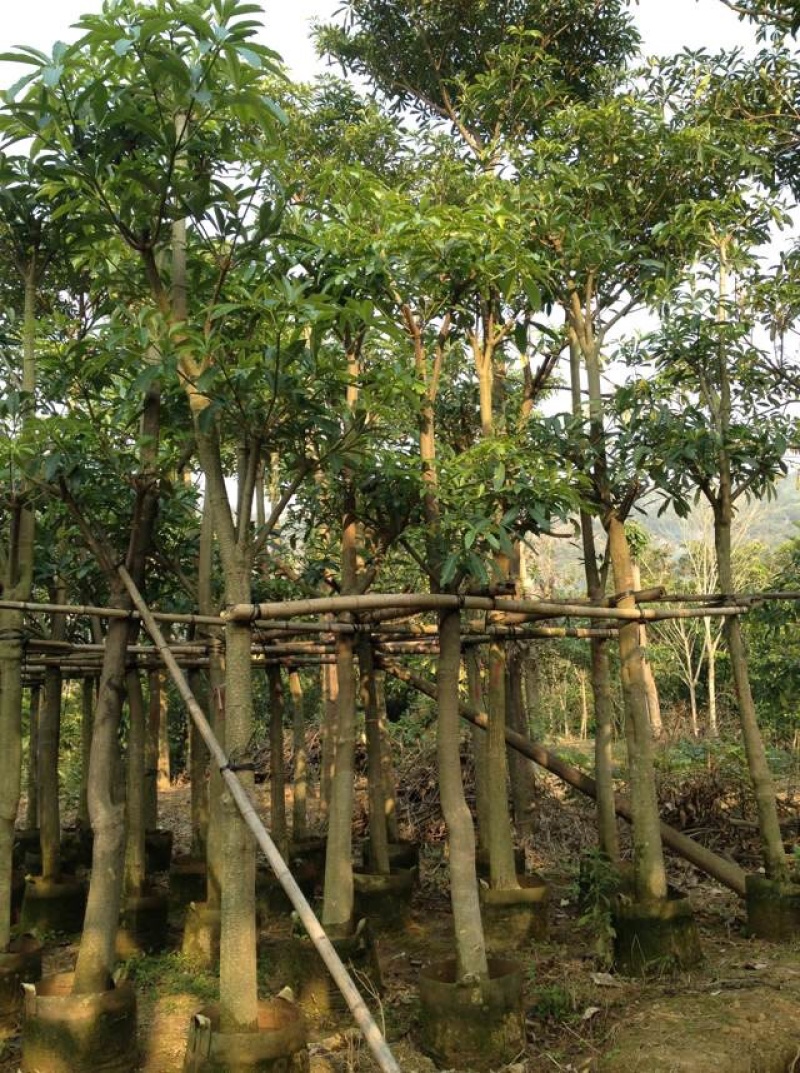 盆架子灯台树行道树风景树出售米径5-35分袋苗