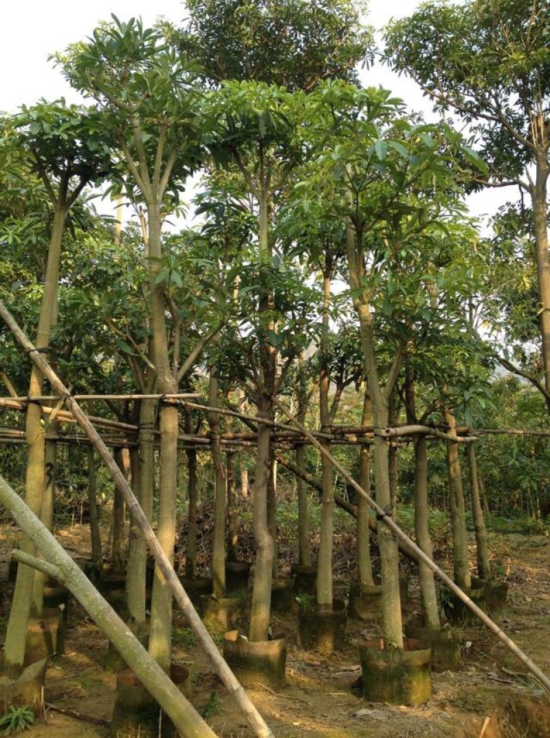 盆架子灯台树行道树风景树出售米径5-35分袋苗
