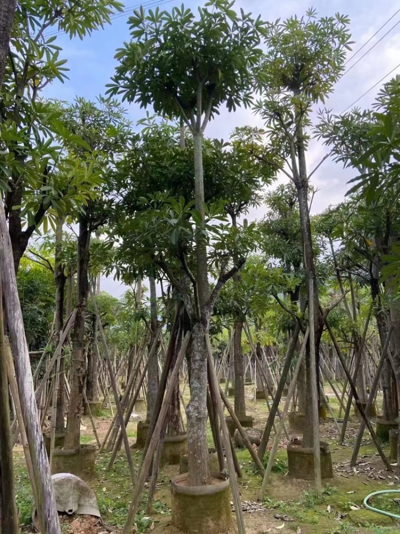 盆架子灯台树行道树风景树出售米径5-35分袋苗