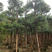 盆架子灯台树行道树风景树出售米径5-35分袋苗
