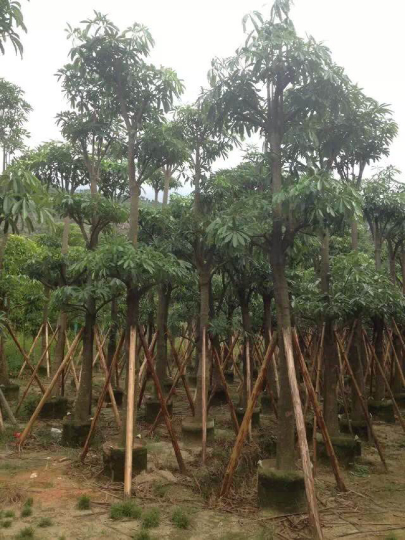 盆架子灯台树行道树风景树出售米径5-35分袋苗