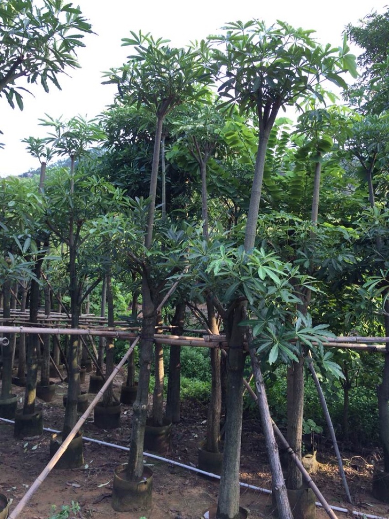 盆架子灯台树行道树风景树出售米径5-35分袋苗