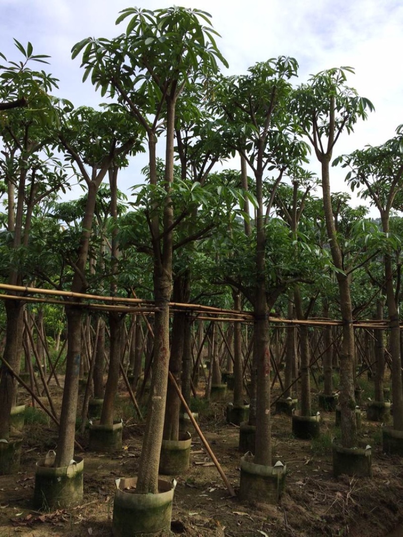 盆架子灯台树行道树风景树出售米径5-35分袋苗