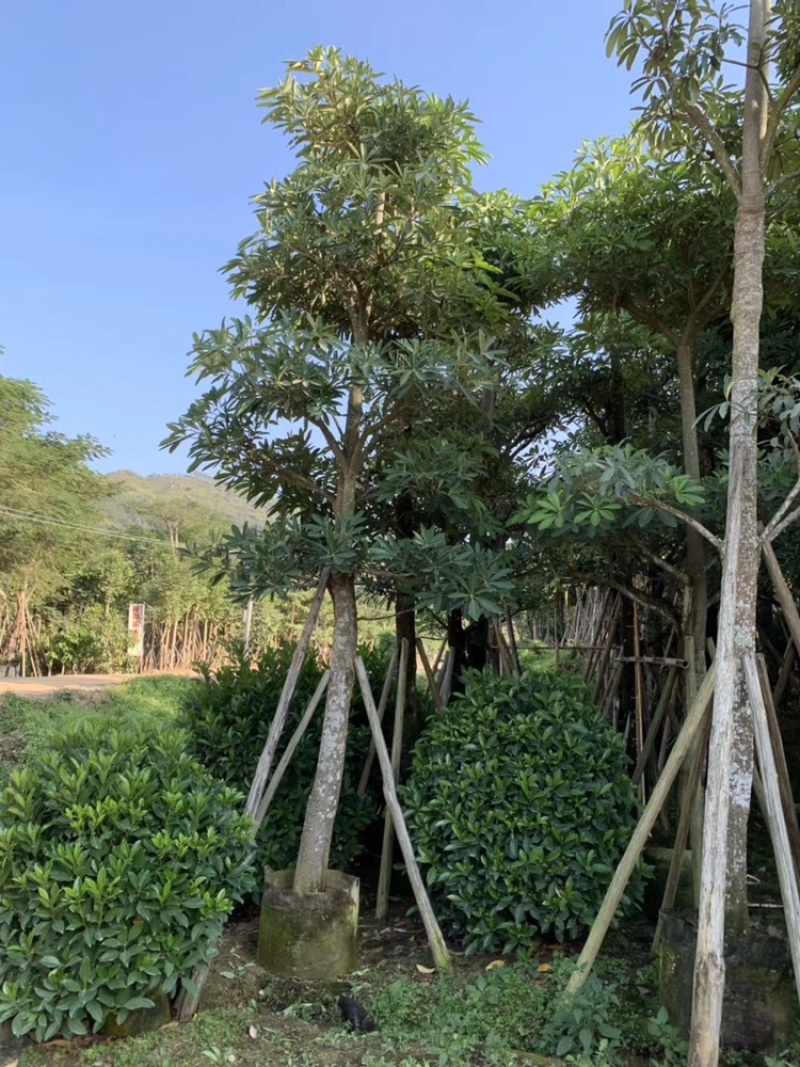 盆架子灯台树行道树风景树出售米径5-35分袋苗
