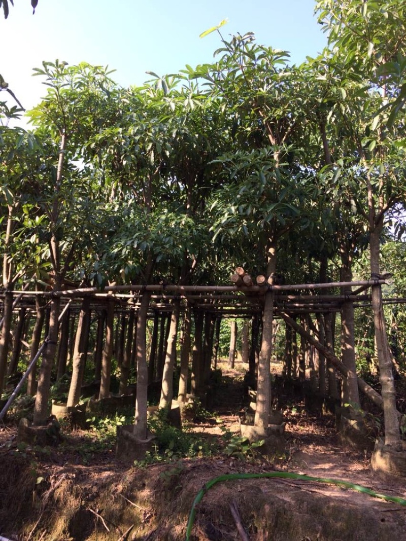 盆架子灯台树行道树风景树出售米径5-35分袋苗