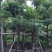 盆架子灯台树行道树风景树出售米径5-35分袋苗