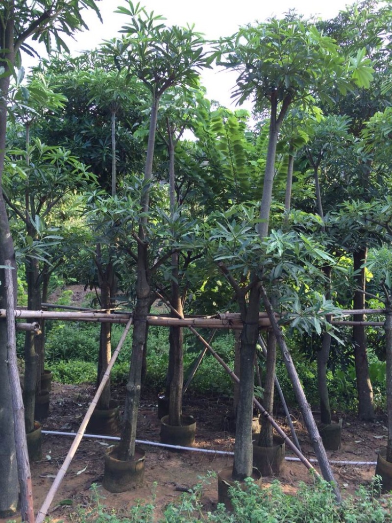 盆架子灯台树行道树风景树出售米径5-35分袋苗
