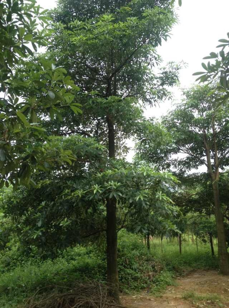 糖胶树盆架子树灯台树5-40分