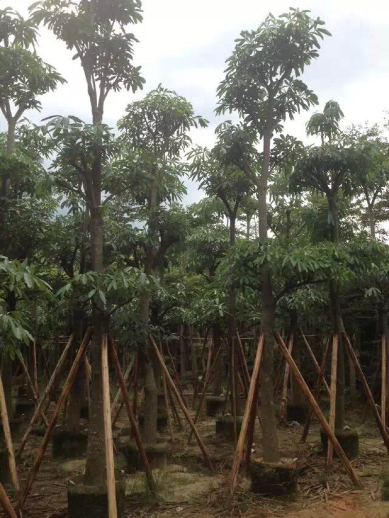 糖胶树盆架子树灯台树5-40分