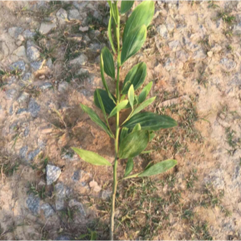 马占相思苗小杯苗20-1.5高大量现货供应