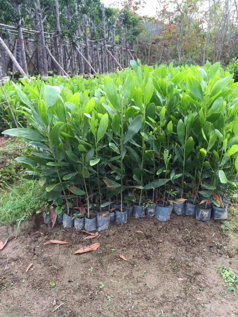 马占相思苗小杯苗20-1.5高大量现货供应