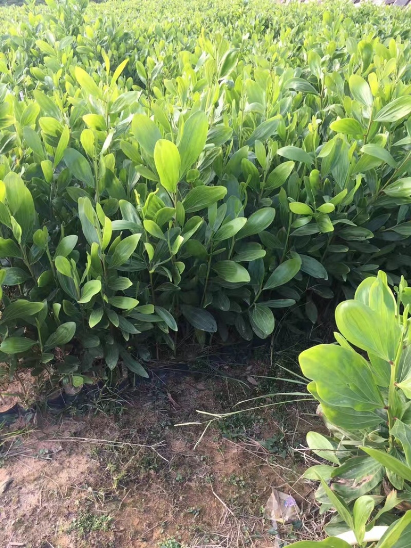 马占相思苗小杯苗20-1.5高大量现货供应