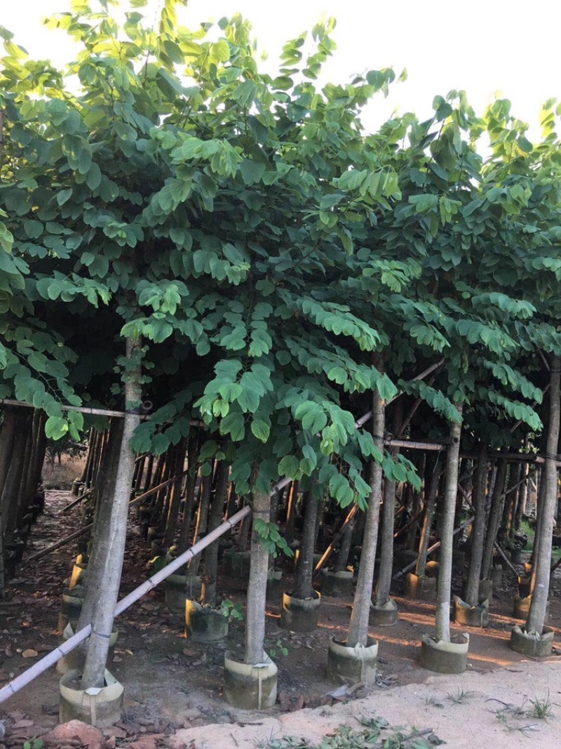 羊蹄甲红花紫荆5-20分