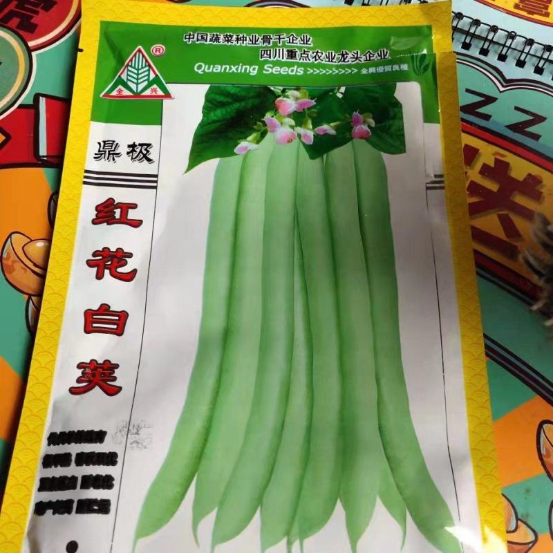 四季豆种子，红花白夹春秋两用