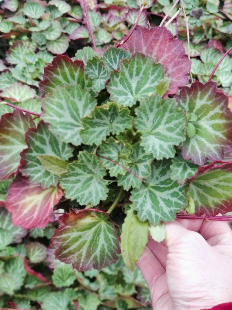 虎耳草