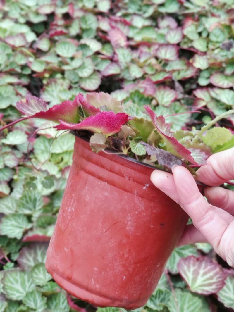 虎耳草