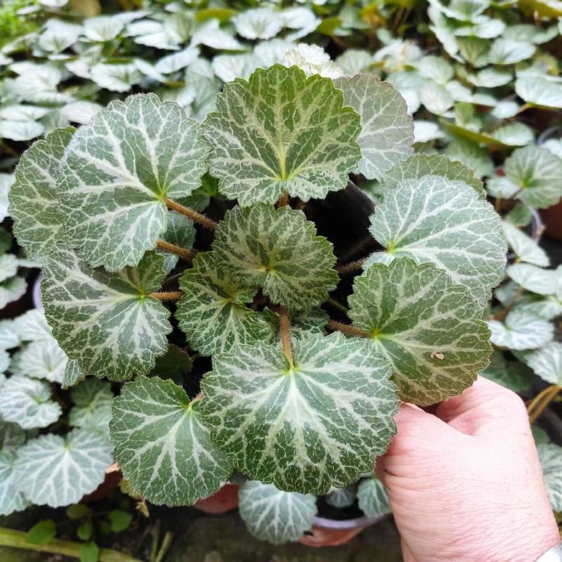 虎耳草