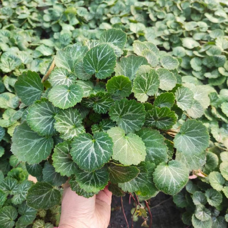 虎耳草