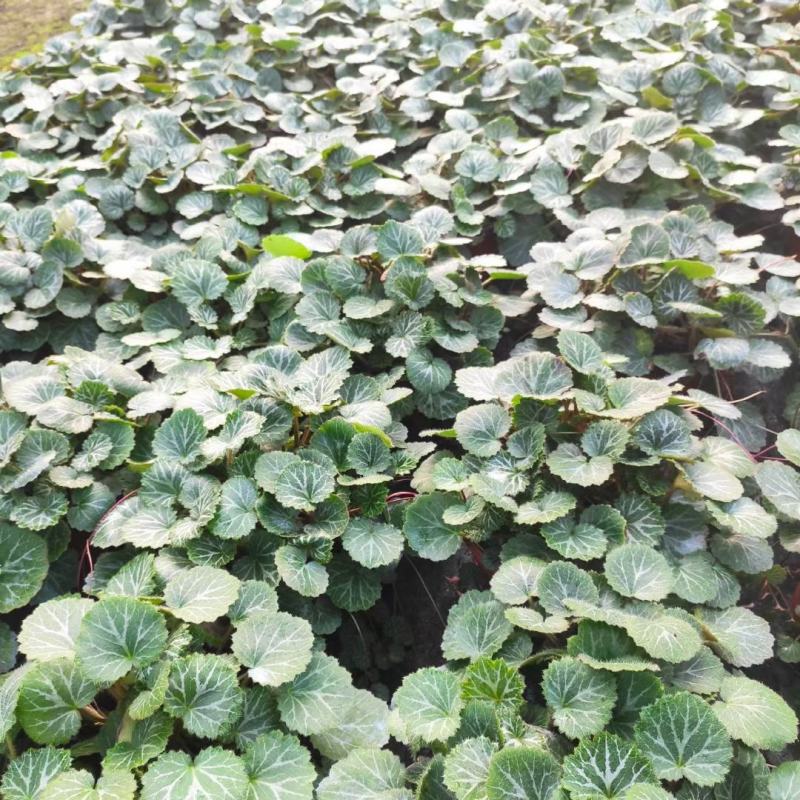 虎耳草