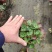 虎耳草