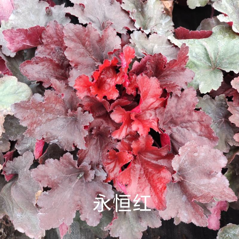 矾根