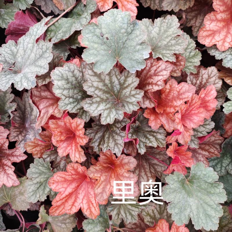 矾根