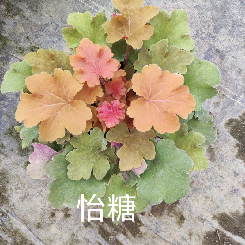 矾根