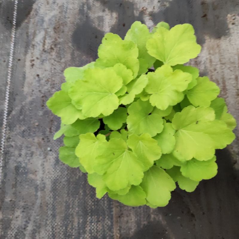矾根