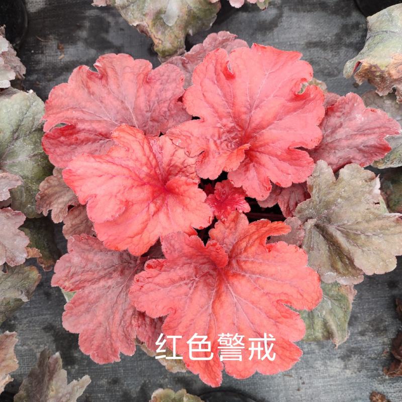 矾根