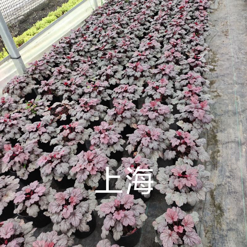 矾根
