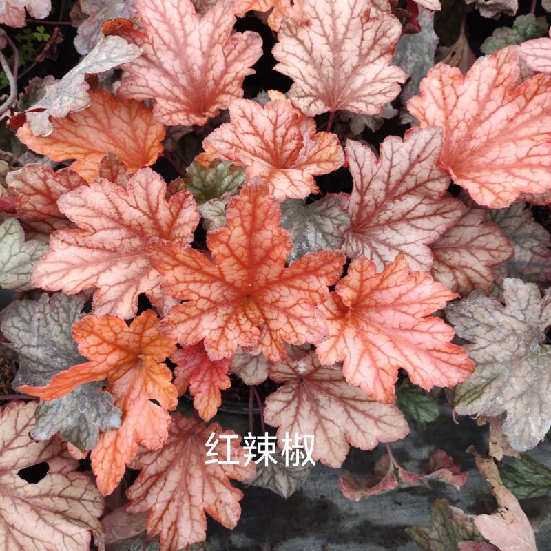 矾根