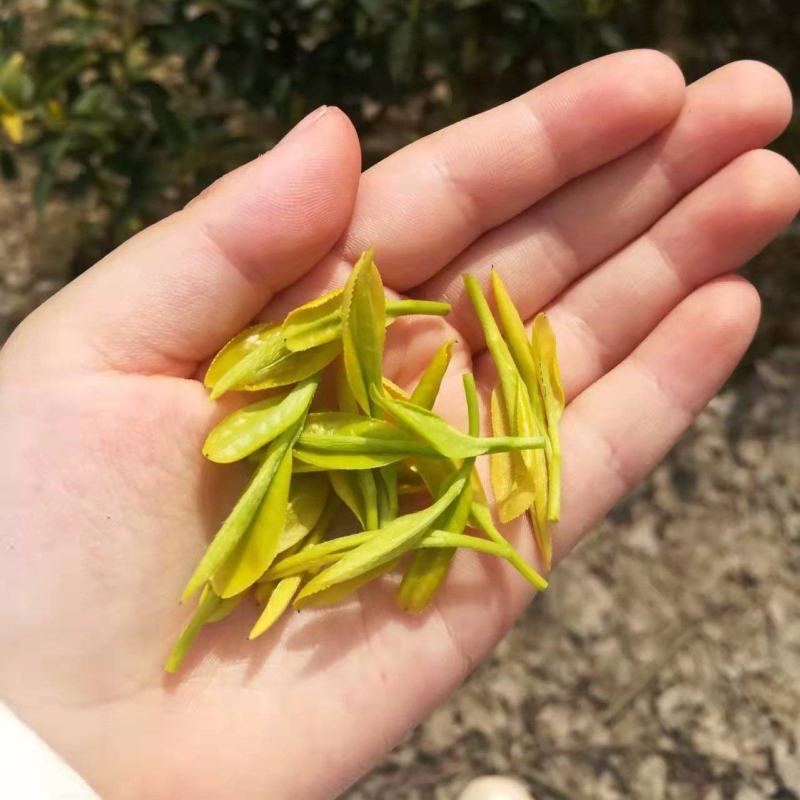 安吉白茶2026新茶开售安吉白茶原产地安吉白茶
