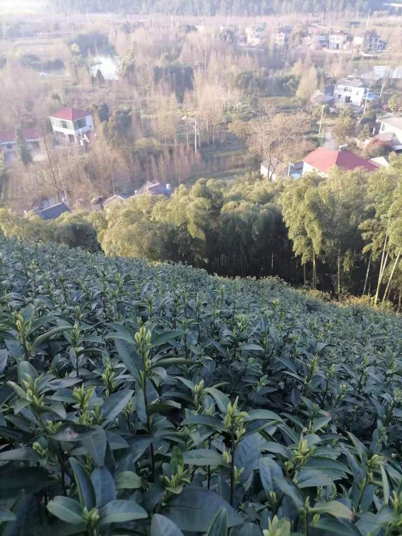 安吉白茶2026新茶开售安吉白茶原产地安吉白茶