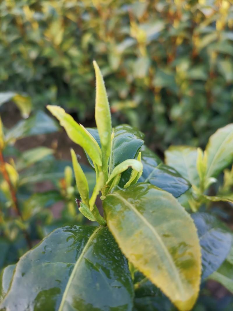 安吉白茶2026新茶开售安吉白茶原产地安吉白茶