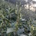 安吉白茶2026新茶开售安吉白茶原产地安吉白茶