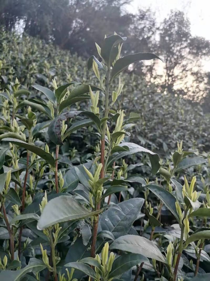 安吉白茶2026新茶开售安吉白茶原产地安吉白茶