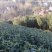 安吉白茶2026新茶开售安吉白茶原产地安吉白茶