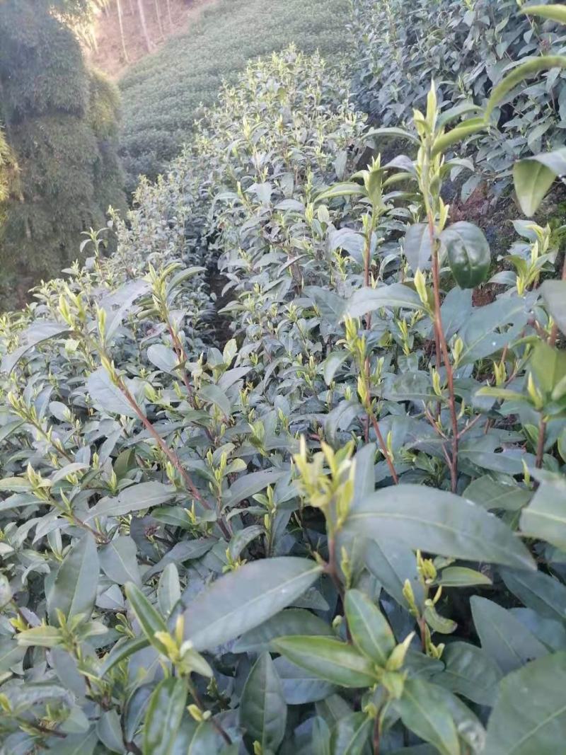 安吉白茶2026新茶开售安吉白茶原产地安吉白茶